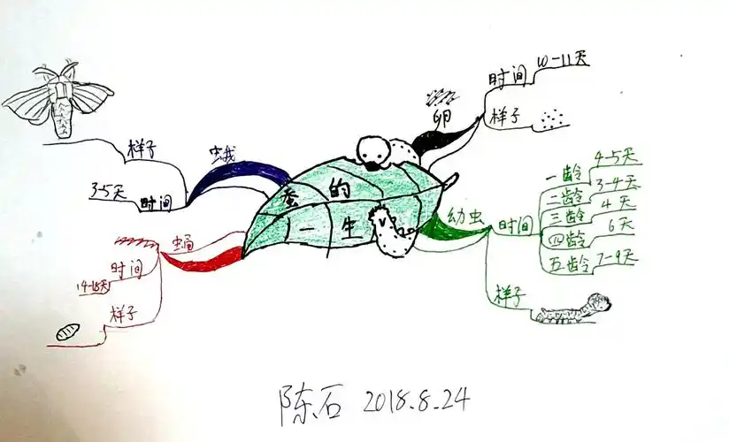 【文魁大脑青少年思维导图】陈石 第6幅《蚕的一生》