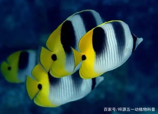 探索神秘海洋,了解海洋生物,缤纷多彩海中花蝴蝶——蝴蝶鱼