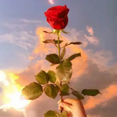 微信好运花朵头像女 好运会与你不期而遇_微信头像_我要个性网