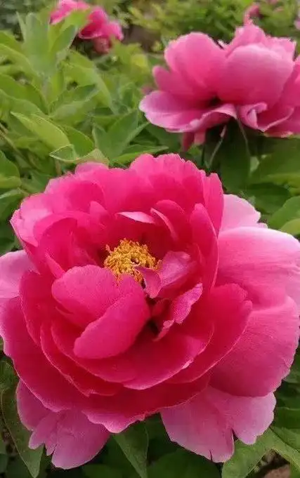 最美的花朵图片,一花一世界,100款绝美花卉图,美到令人窒息 第9张