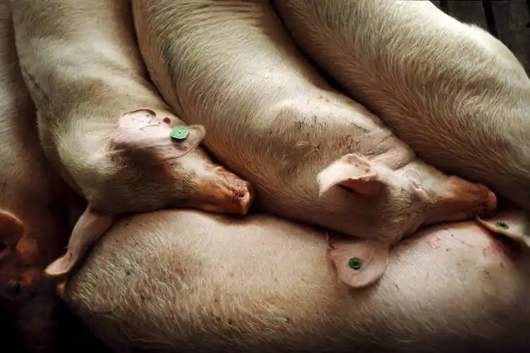 很多,阳光,动物,家畜,牲畜,畜牧,牧业,卧着,困,困觉,寝息,睡觉,躺着