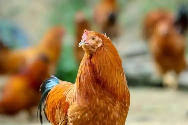 实力圈粉武平象洞鸡飞上人民日报