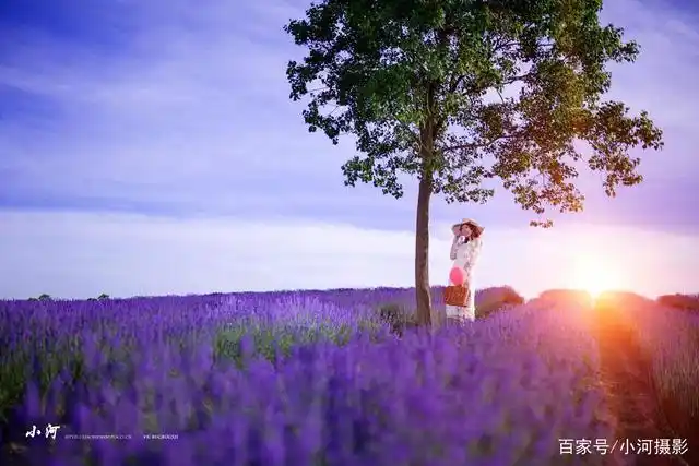 拉着小提琴的薰衣草女孩