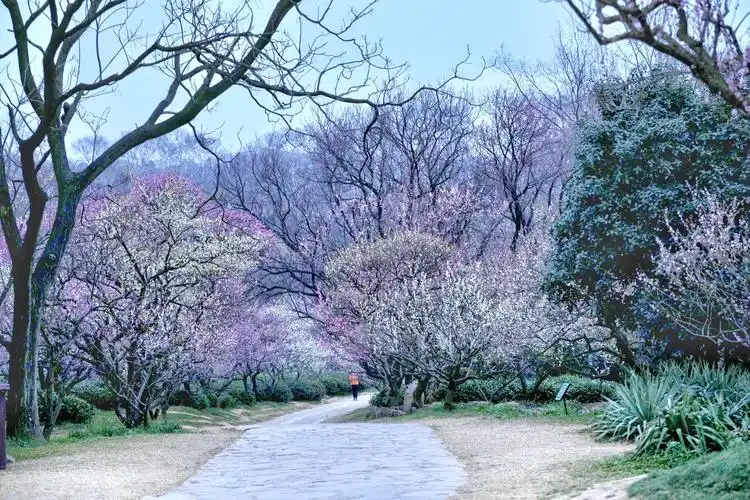 写美篇  梅花山位于南京市玄武区紫金山南麓明孝陵景区内,是钟山风景