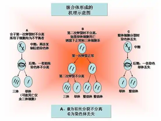 嵌合体形成的机理示意图