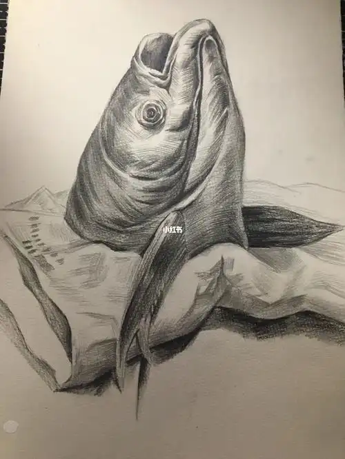 素描鱼头临摹
