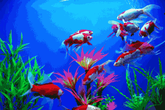 小朋友们可以尽情玩耍里边有成群的锦鲤30米长的喂鱼区来和小动物们