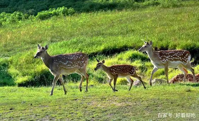 伊春金山鹿苑半开放散养梅花鹿和天山马鹿,适合摄影和观景