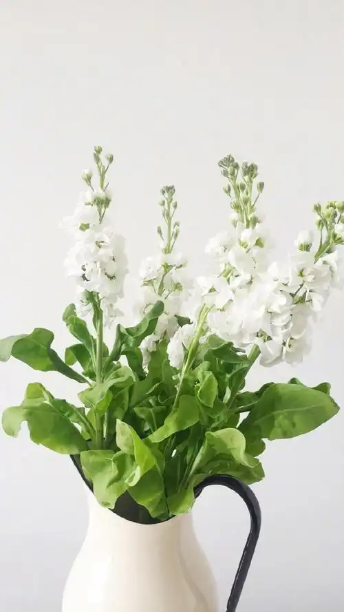 清新迷人的金鱼草,高清图片,手机壁纸