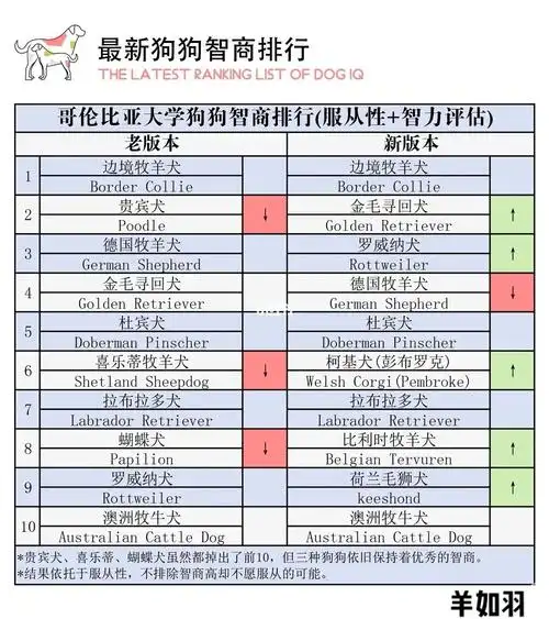 74新版狗狗智商排名看看前10有啥变化吧