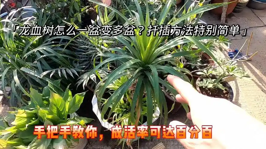 修剪扦插是最快的方式,学会你也可以-生活视频-搜狐视频