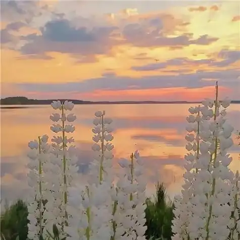 浪漫蕾丝风景唯美头像,风景头像意境唯美_风景静物_头像控
