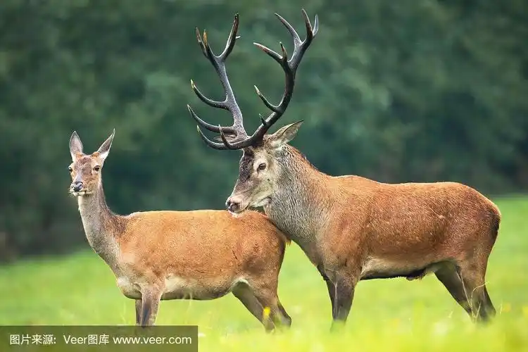在发情季节,马鹿和母鹿紧密地站在草地上