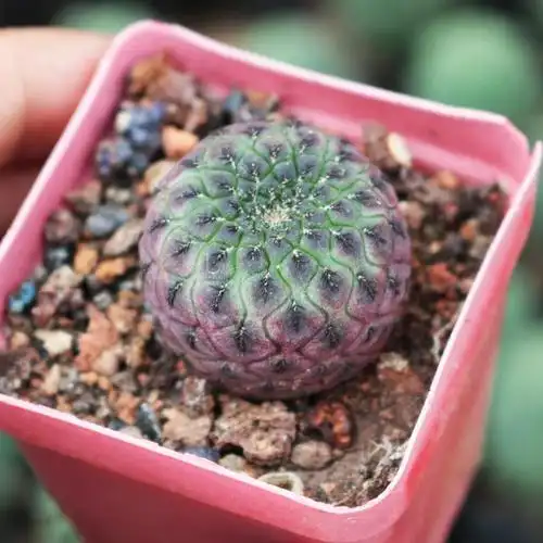 紫丽丸仙人球多肉植物开花仙人掌办公室桌面吸甲醛小盆栽23cm裸根不