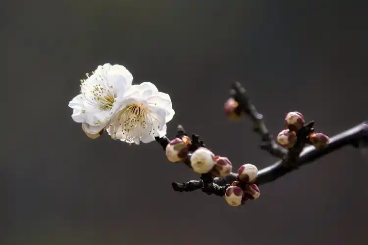 龙游梅花