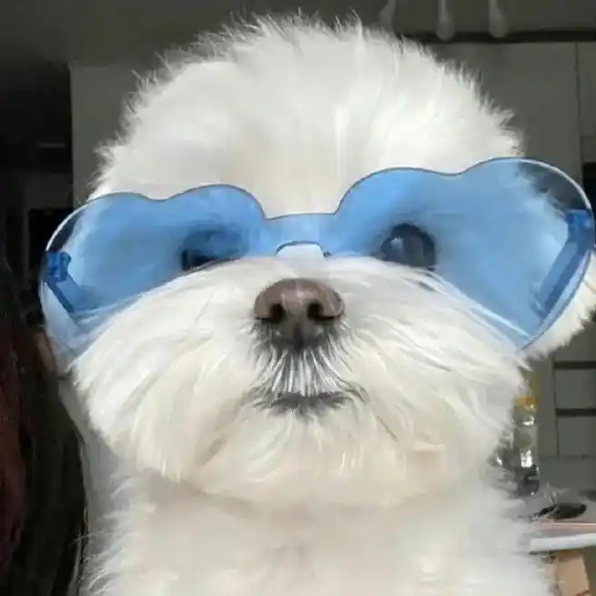 小城夏天 今天是夏日戴眼镜狗狗#表情包 #头像 #快乐小狗 - 抖音