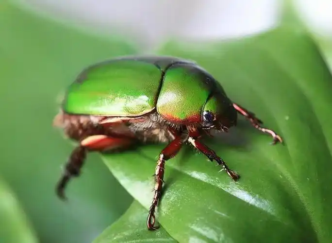 金龟子是什么?金龟子图片