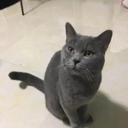 蓝猫 英短美短猫异国短毛猫