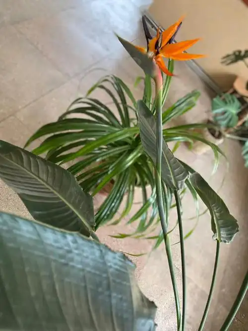 鹤望兰strelitziareginae