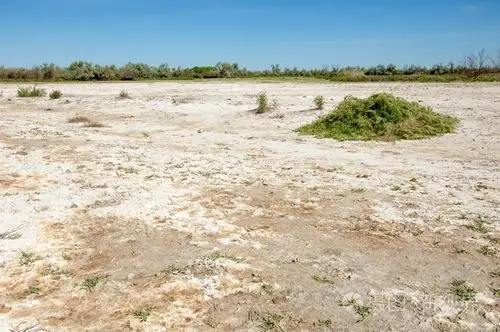 草原盐渍土