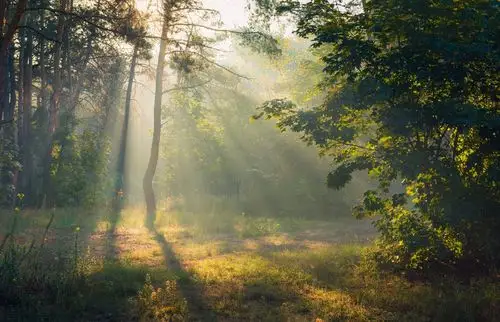 森林,早晨,黎明,雾,秋天,9月,galansovskaya oksana1280x720分辨率