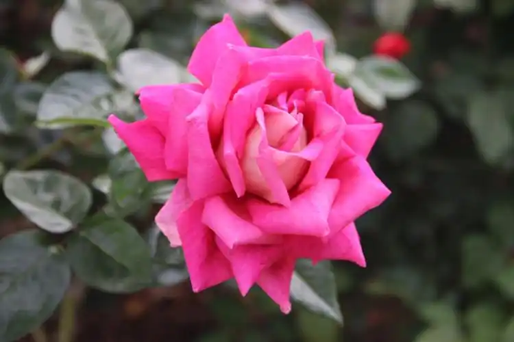 风雨彩虹,铿锵玫瑰,65张玫瑰照片送给您.