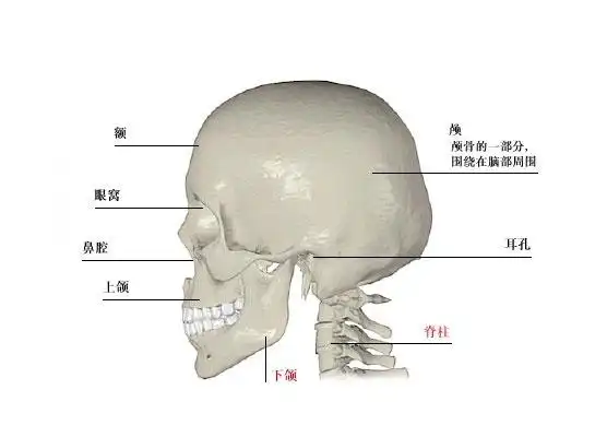 人体颅骨解剖示意图-人体解剖图