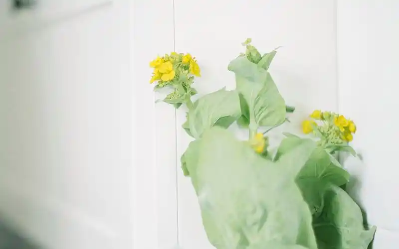 小清新简约风景图片桌面壁纸