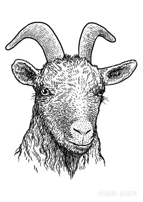 山羊头像插图, 图画, 雕刻, 墨水, 线条艺术, 矢量插画-正版商用图片0