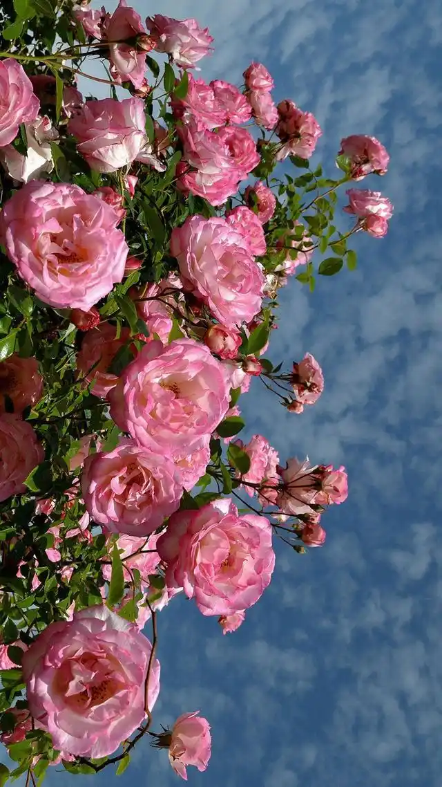 超好看全面屏锁屏——高清壁纸分享(生活自然)