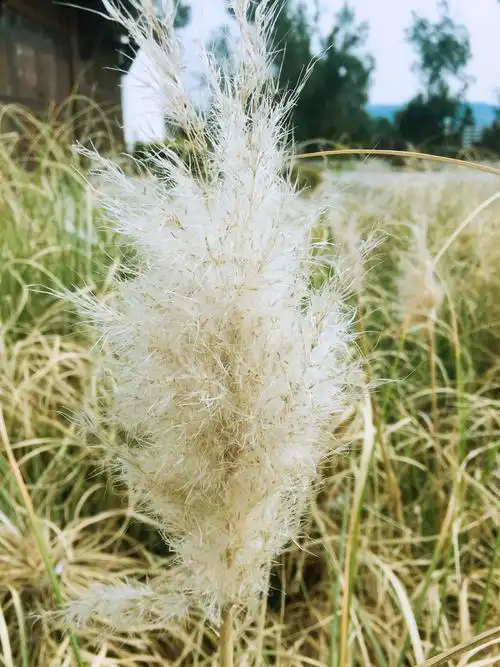 今天的白茅草竟也能吸引我的眼球