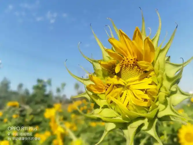 让生活充满阳光