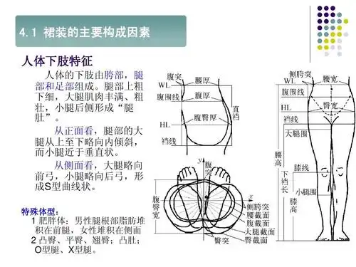 肥胖体:男性腿根部脂肪堆 积在前腿,女性堆积在侧面   凸臀,平臀