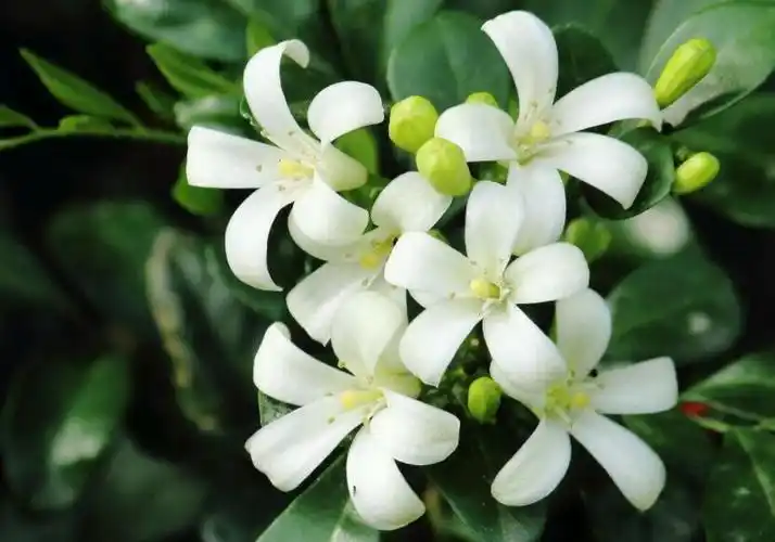 动植物 九里香冬天怎么养"九里香"这个植物名词大家可能比较陌生,说