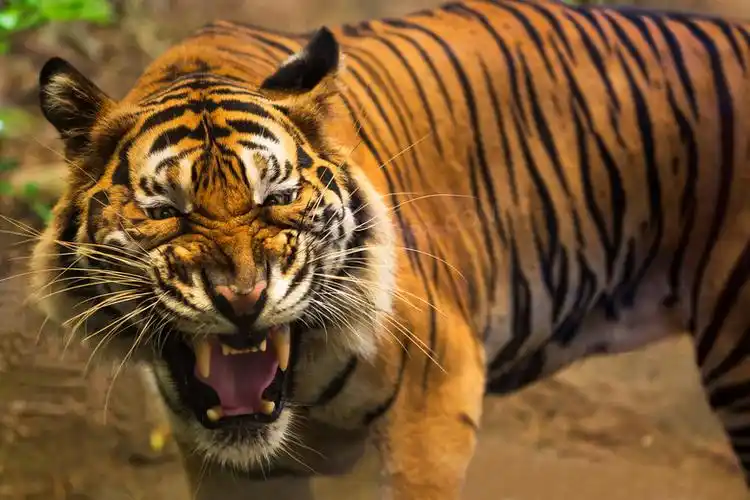 张着嘴眼露出凶光的大老虎高清图片