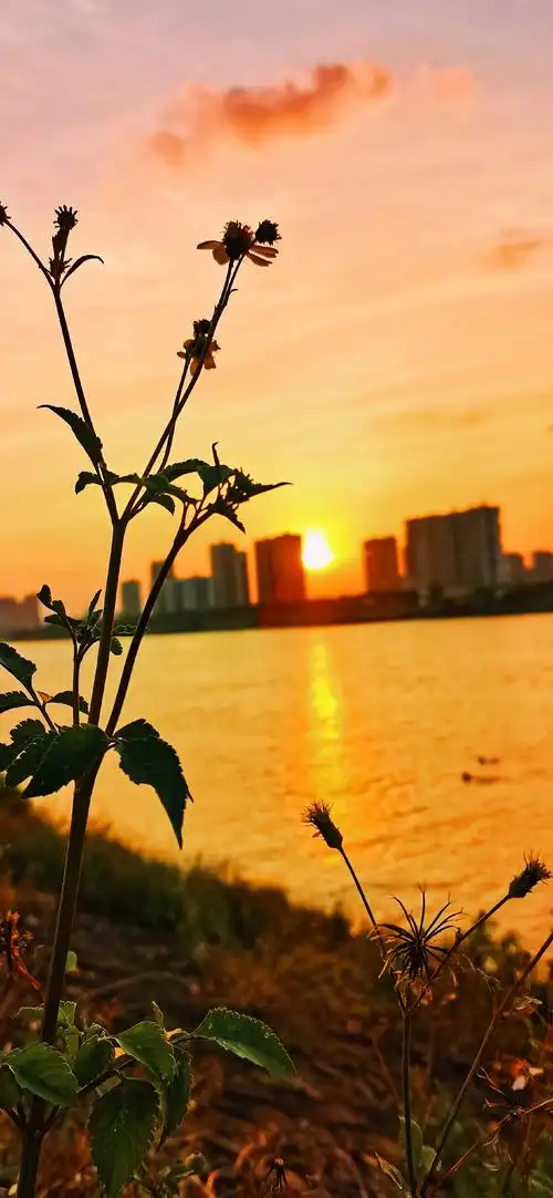 夕阳无限好,只是近黄昏