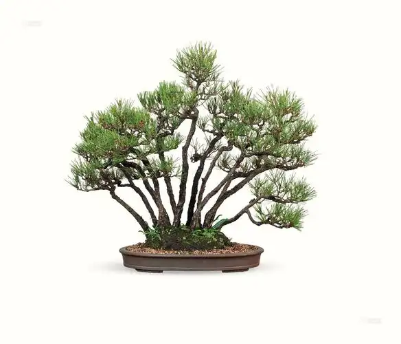 0738 黑松(丛林) (一件)