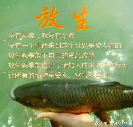 除了不杀生,这些事情福报不可思议!-佛教导航