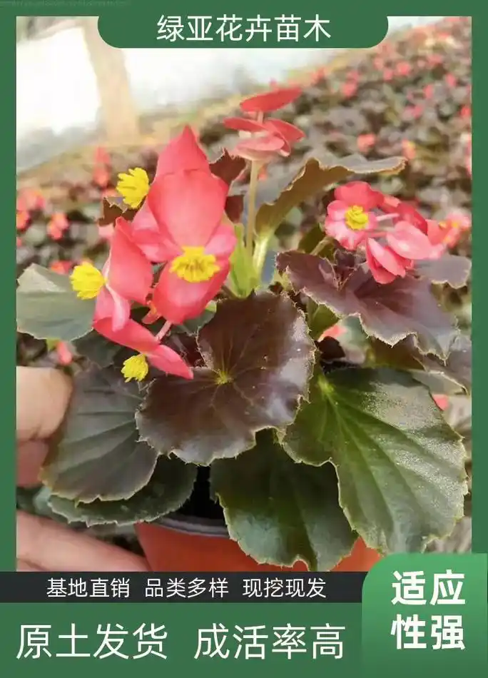 无锡四季海棠价钱,就找绿亚花卉苗木,多种花草,一站式采购,四 - 抖音