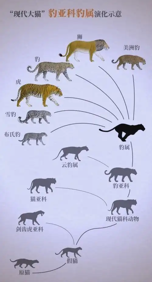 海豹与豹的相似之处及海豹的演化历程