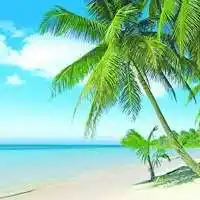 海边椰子树微信头像【点击鼠标右键下载】
