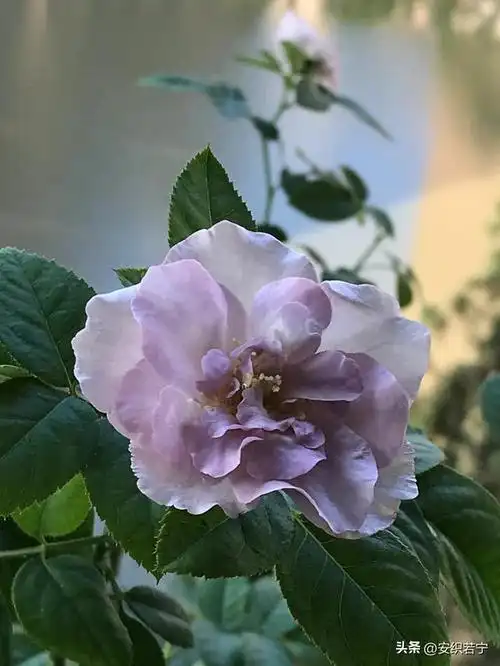 读了友友们对蓝色风暴月季的点评以后,我更喜爱这款月季花了