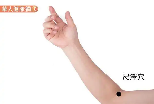 尺泽穴位於在两侧肘横纹中,肱二头肌腱桡侧凹陷处(或手臂肘部,取穴时
