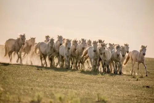 锡林郭勒的羊和马