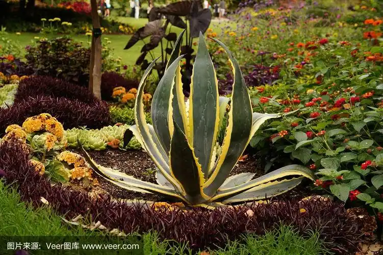 自然美,芦荟,美,水平画幅,美人