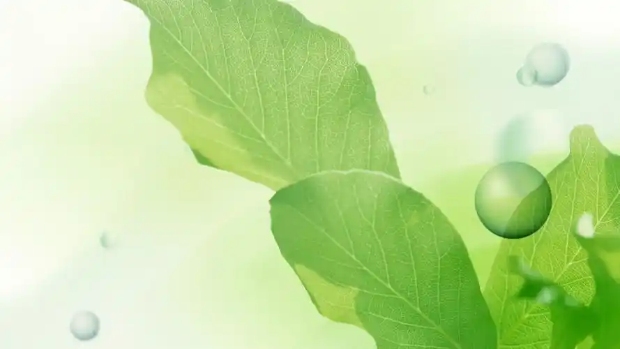 绿色清新护眼绿叶桌面壁纸下载 第一辑