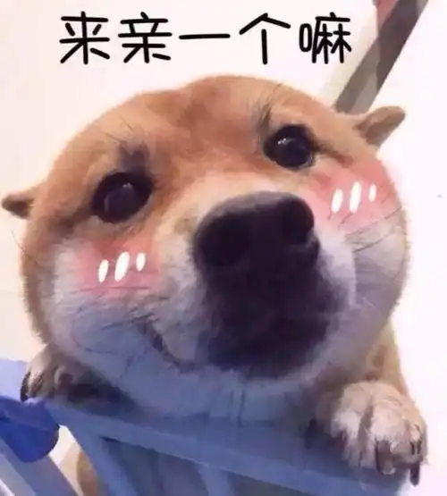 100张狗狗表情包卖萌撒泼