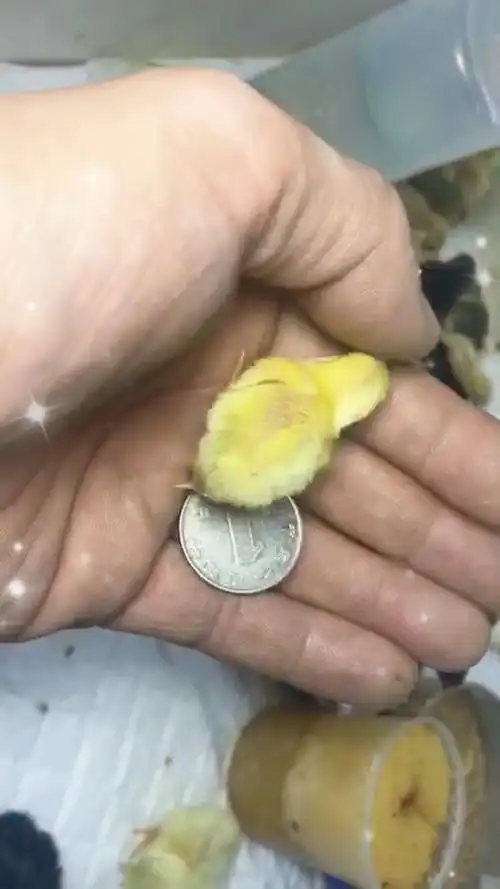 世界上最小的鸡