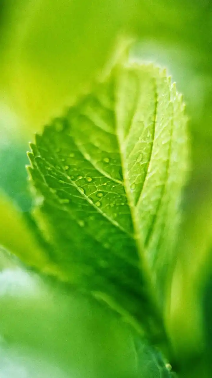高清绿色护眼手机壁纸