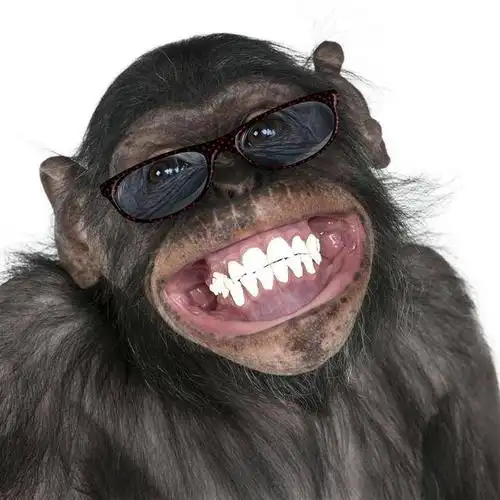 动物有没有幽默感?因幽默而发笑并非人类专属,动物们都能